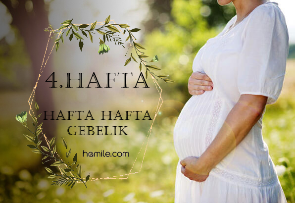 4. Hafta Hamilelik